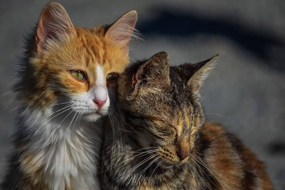 Was passiert, wenn eine Katze nicht gedeckt wird?